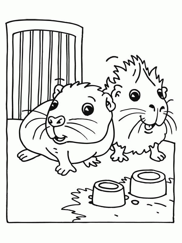 Guinea Pig Coloring Page - Coloring Pages for Kids and for Adults