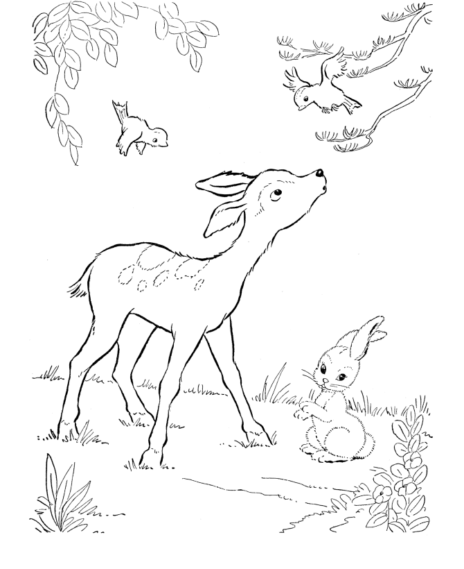 Deer For Colouring