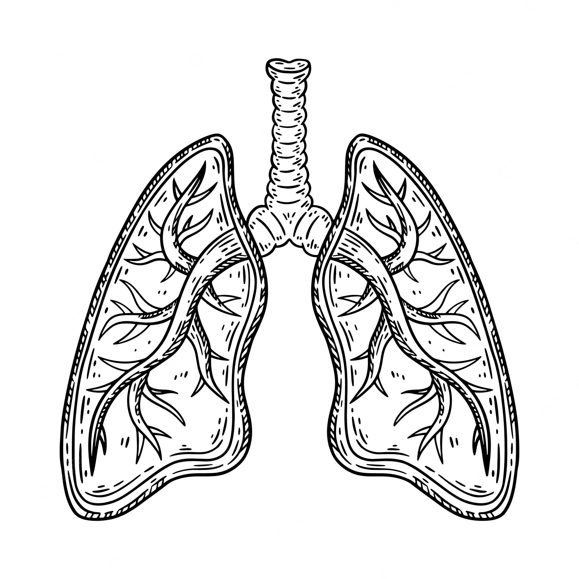 Pulmonary System Images | Free Vectors, Stock Photos & PSD | Page 5