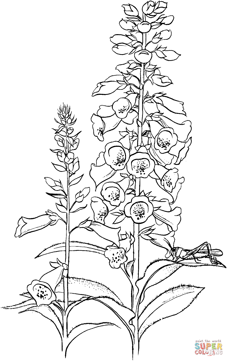 Grasshopper on the Flower coloring page | Free Printable Coloring Pages