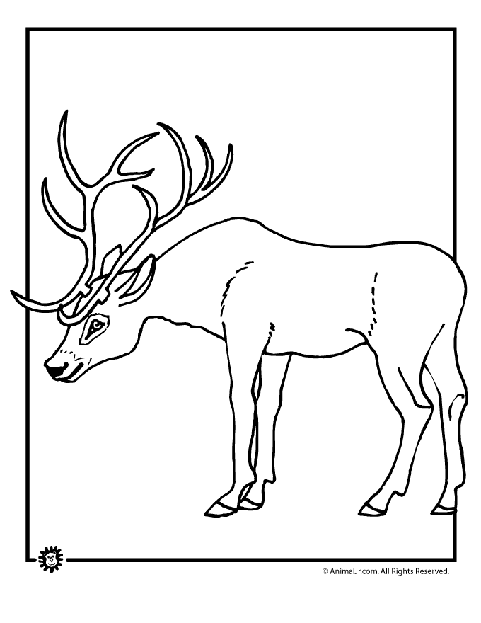 Deer Coloring Pages Animal Jr Coloring Home