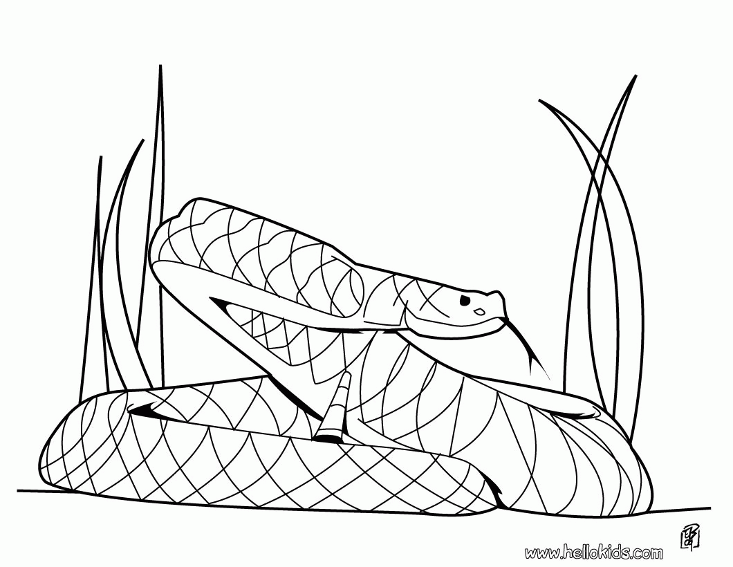 SNAKE coloring pages - Boa snake