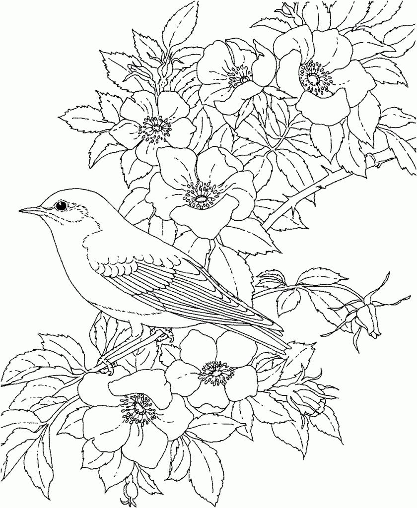 Birds And Flowers Coloring Pages   Coloring Home
