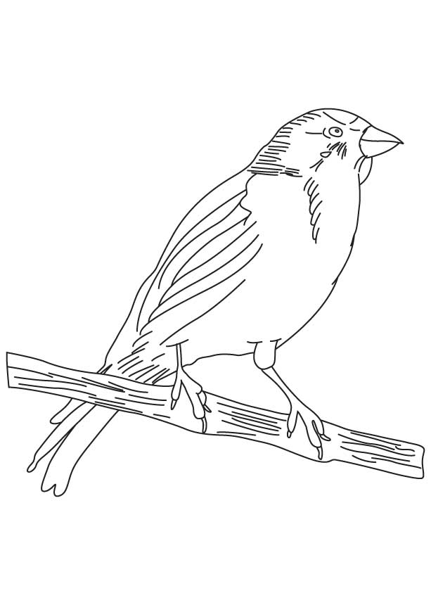 Small songbird coloring page | Download Free Small songbird ...