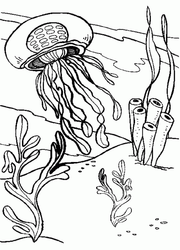 Free coloring pages of jellyfish