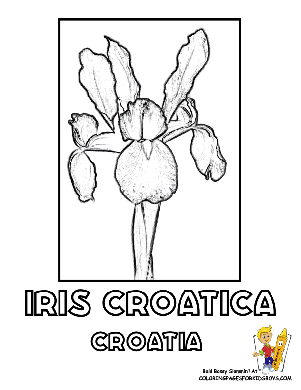 Free Flower Coloring Pages | Orchid Flower | Iris Picture |Flower ...