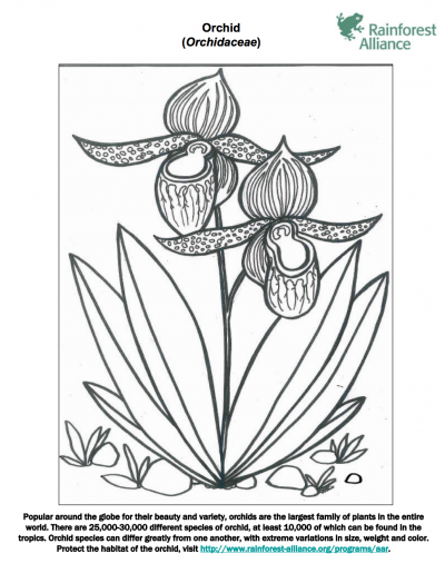 Orchid Coloring Page | Rainforest Alliance