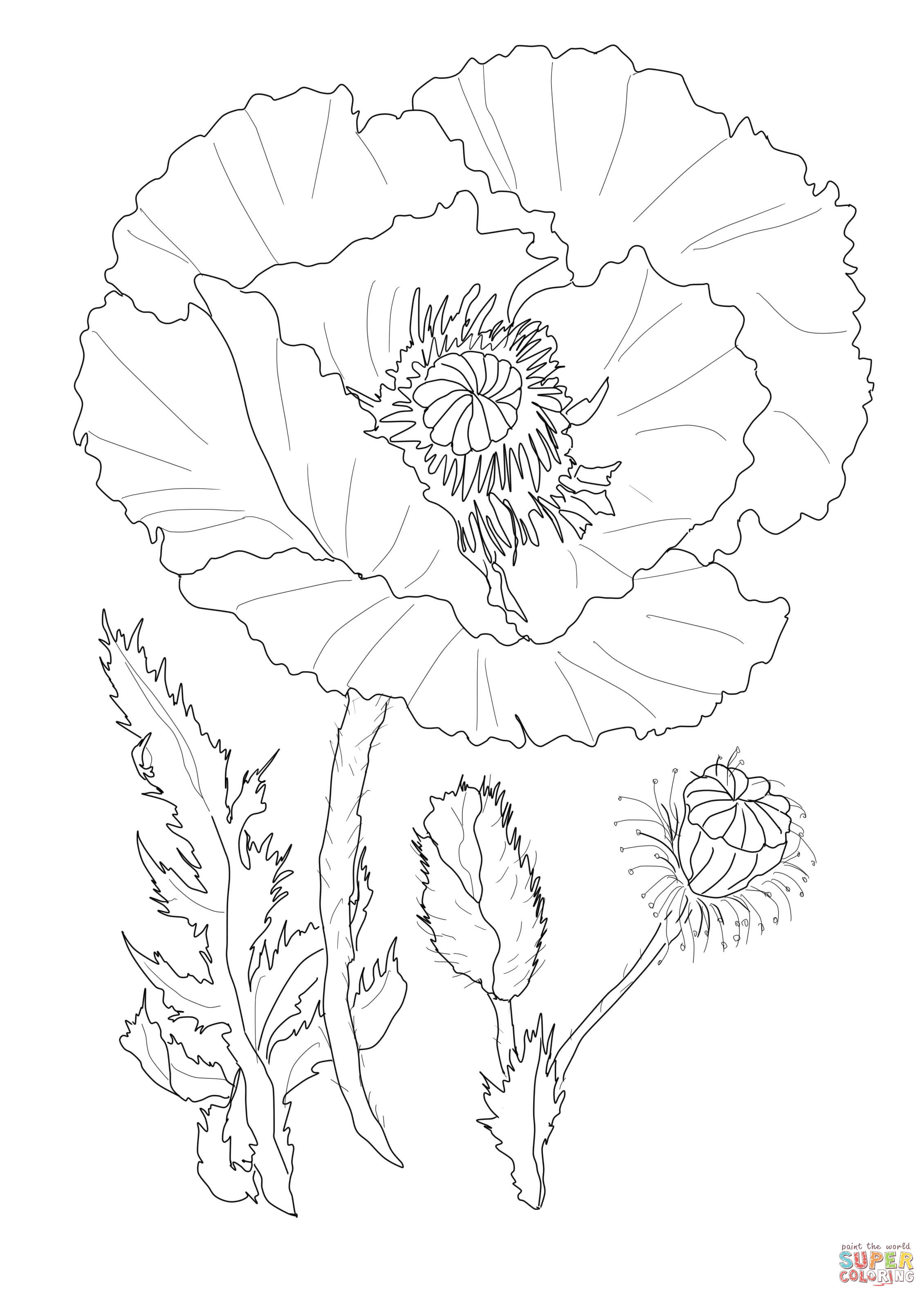Poppy Flower Colouring Pages Free
