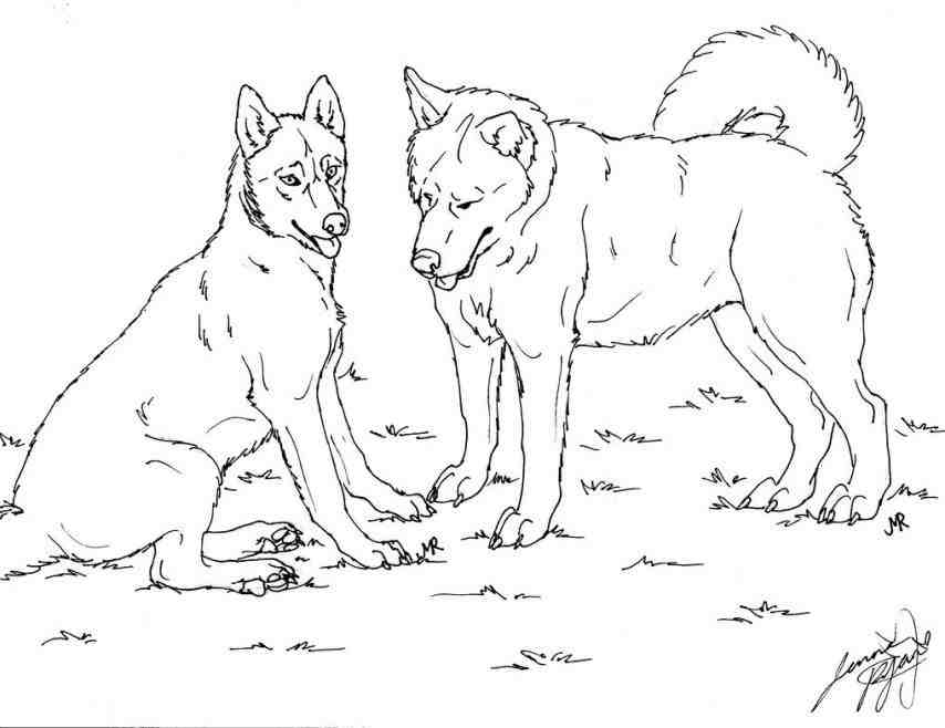 husky puppy coloring pages how to draw huskies draw a husky step ...