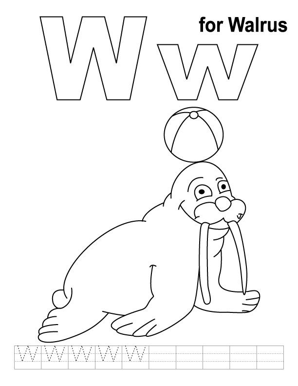 W for walrus coloring page with handwriting practice | Download 