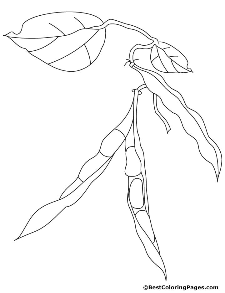 Kidney beans coloring pages | Download Free Kidney beans coloring ...