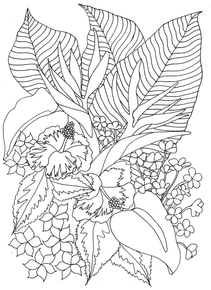 Tropical Flowers - Coloring Pages for Kids and for Adults