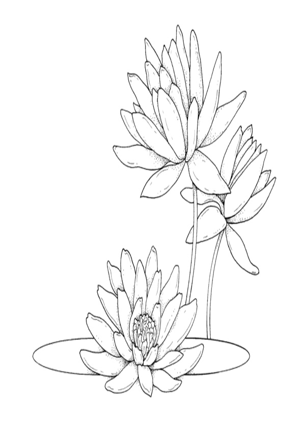 Coloring Pages | Water Lilies Coloring Page
