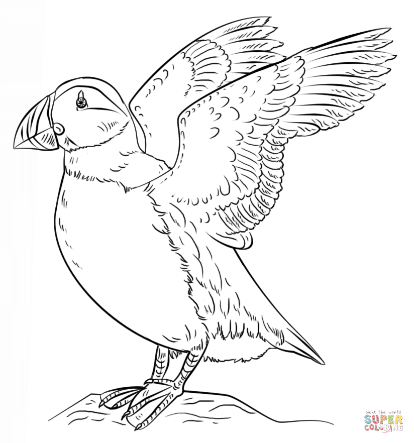 Puffins coloring pages | Free Coloring Pages