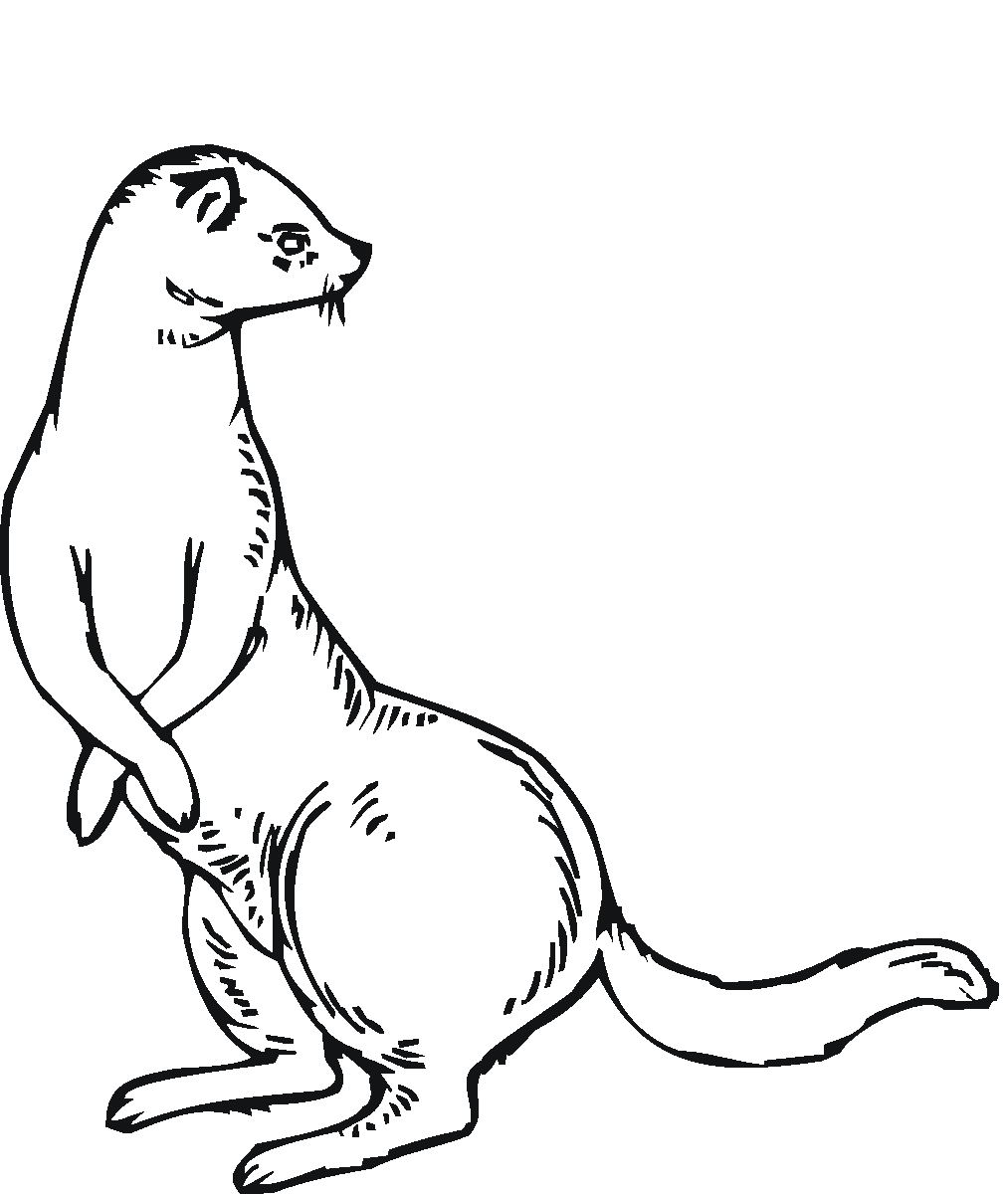 Ferret Coloring Pages - Coloring Home