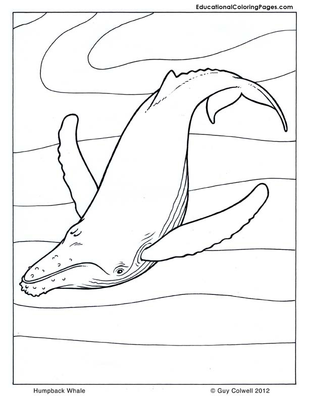 Humpback-Whale - Educational Fun Kids Coloring Pages and Preschool Skills  Worksheets
