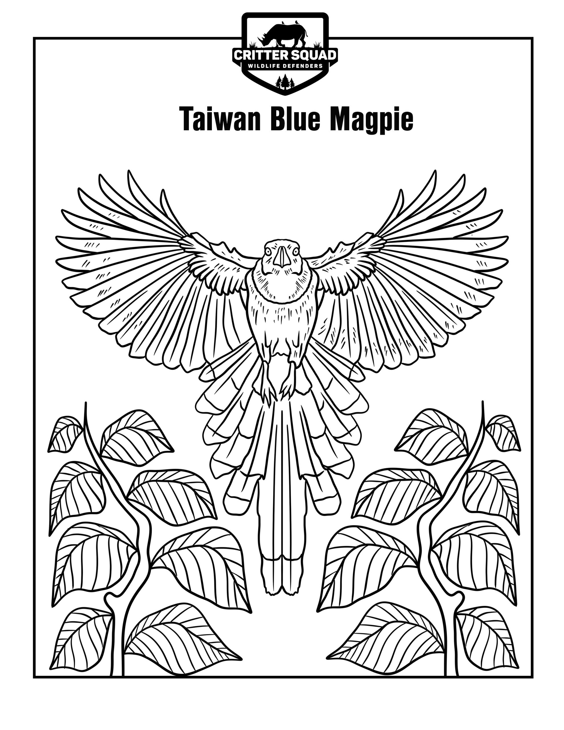 Taiwan Blue Magpie Coloring Page - C.S.W.D
