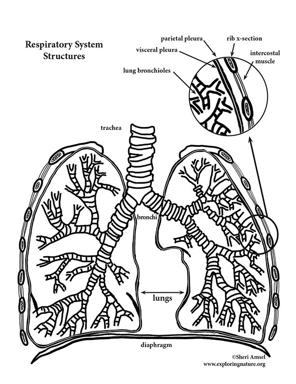 free-lung-anatomy-printable-templates-printable-download