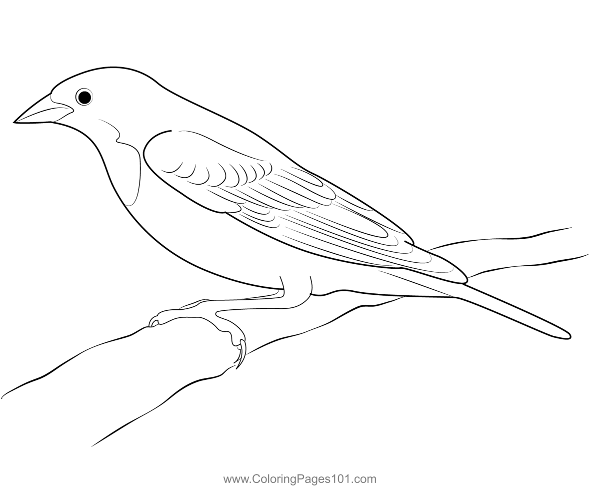 Yellow Headed Blackbird Coloring Page for Kids - Free New World Blackbirds  Printable Coloring Pages Online for Kids - ColoringPages101.com | Coloring  Pages for Kids