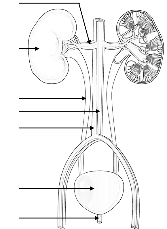 √ Urinary System Coloring Page - Excretory System Hd Stock Images