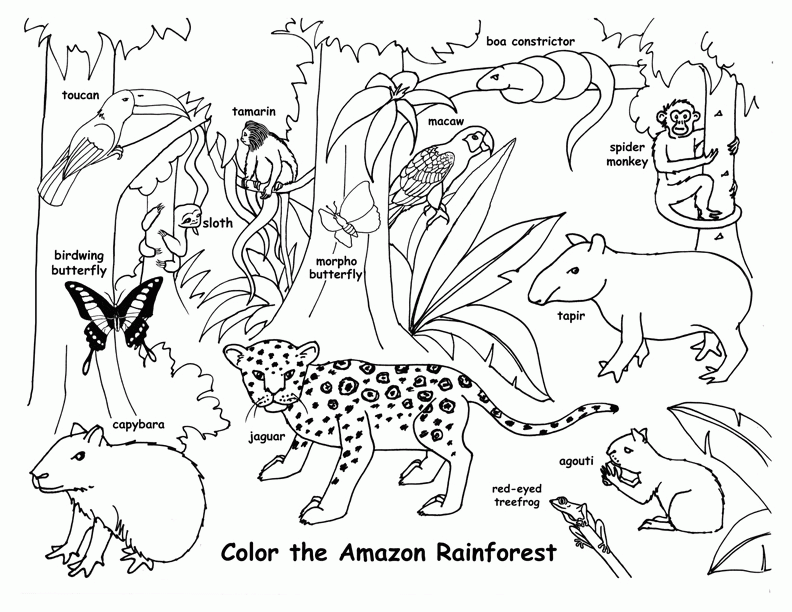 Rainforest Animals Coloring Pages Free - Coloring Home