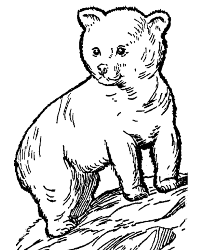 Wild Animal Coloring Pages Wild Bears Eating Berries Coloring 