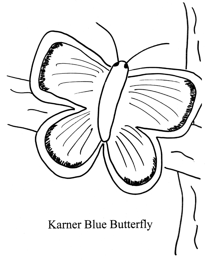 blue morpho butterfly Colouring Pages