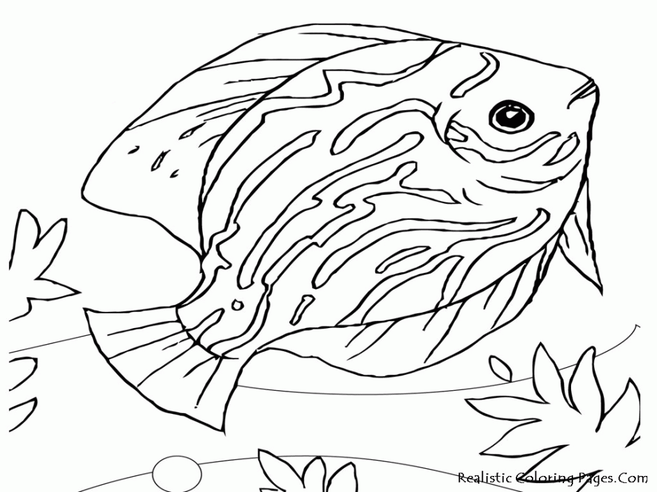 Sea Lion Coloring Pages Coloring Pages Coloring Pages For Adults 