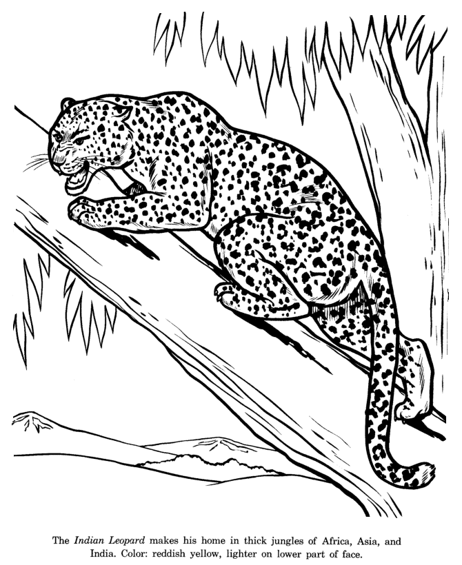 animal drawings coloring pages indian leopard identification 