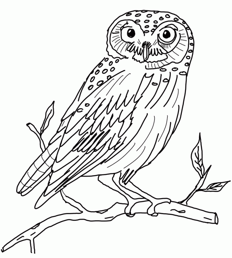 Owl Coloring Pages For Adults - Kids Colouring Pages