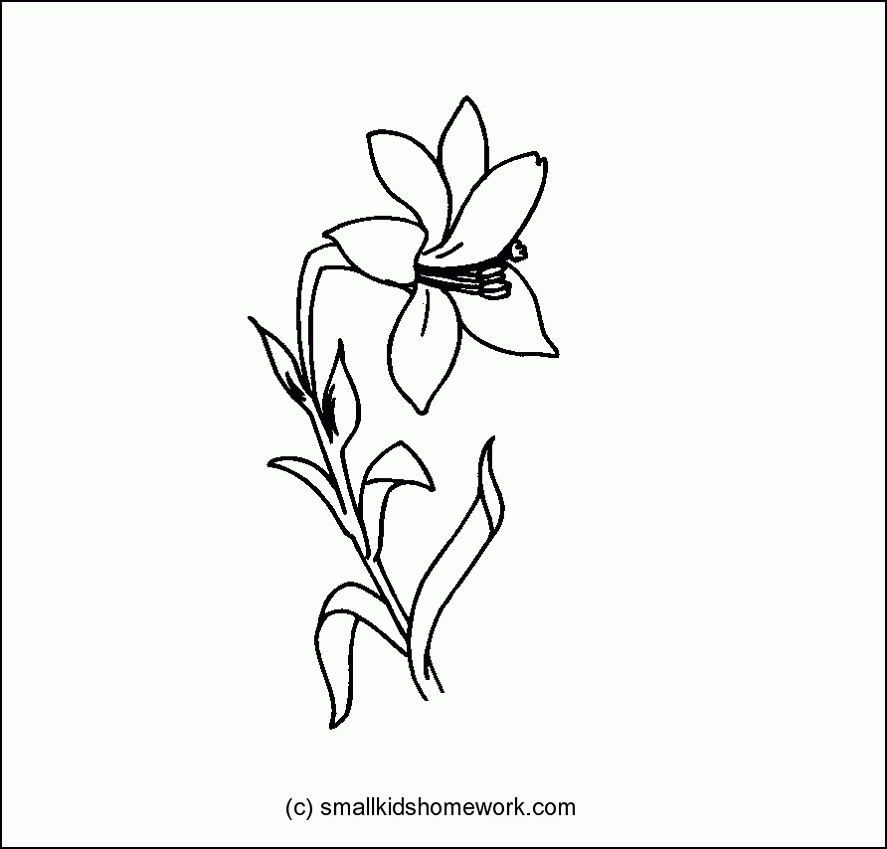Lily - Outline and Coloring Picture with Facts