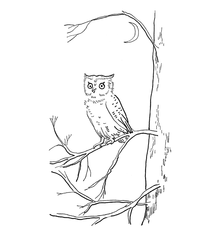 Bluebonkers : Summer Fun - Owl in the forest - Summer Coloring Sheets