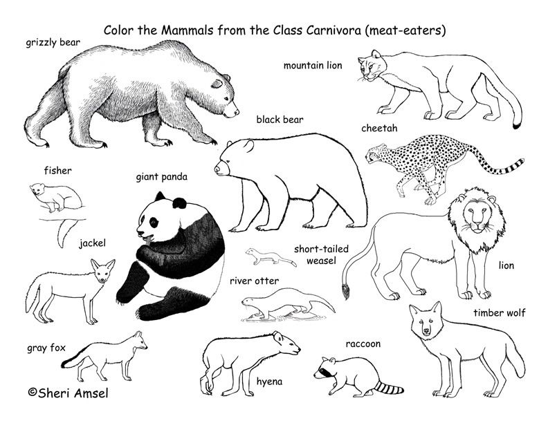 Carnivores Coloring Pages -- Exploring Nature Educational Resource