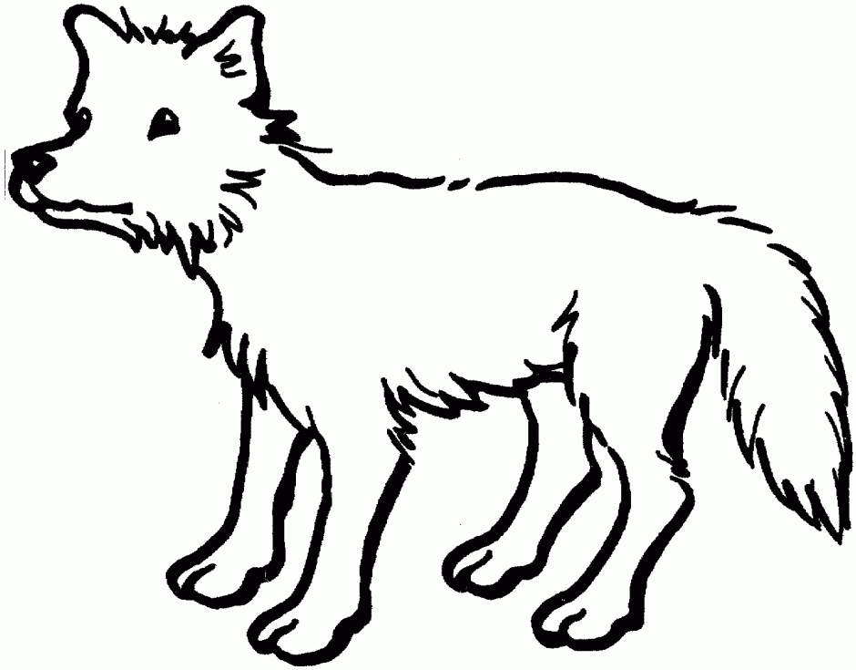 Printable Coyote Coloring Pages For Kids Id 65593 Uncategorized 