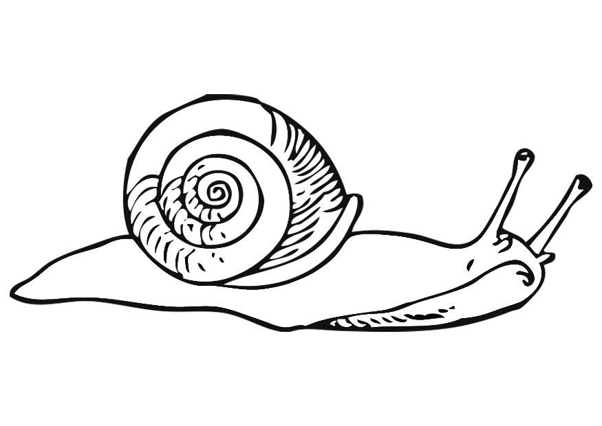Coloring page snail - img 19180.
