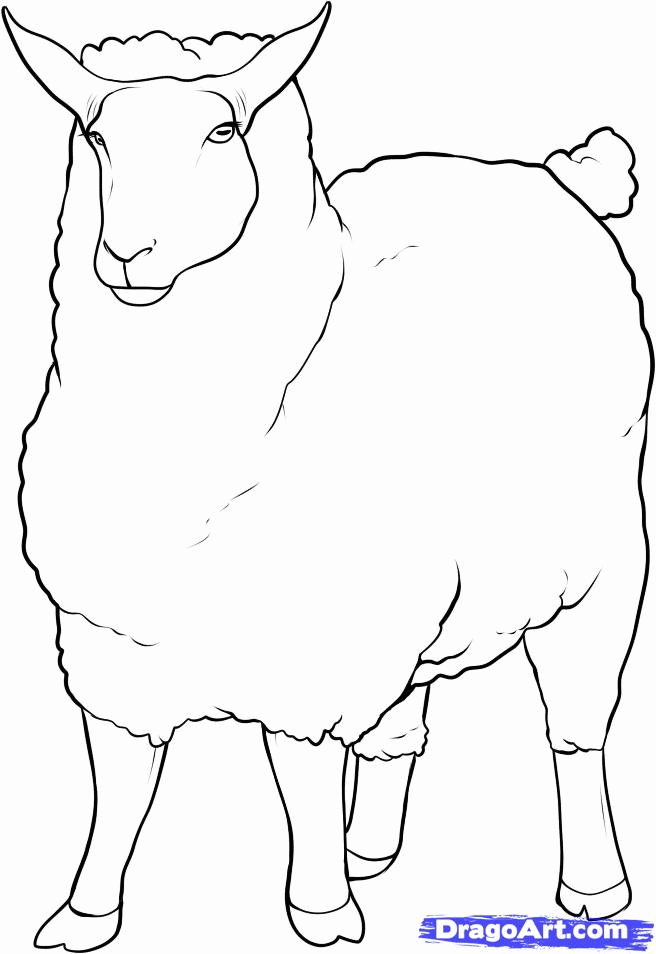 How to Draw a Sheep, Step by Step, Farm animals, Animals, FREE 