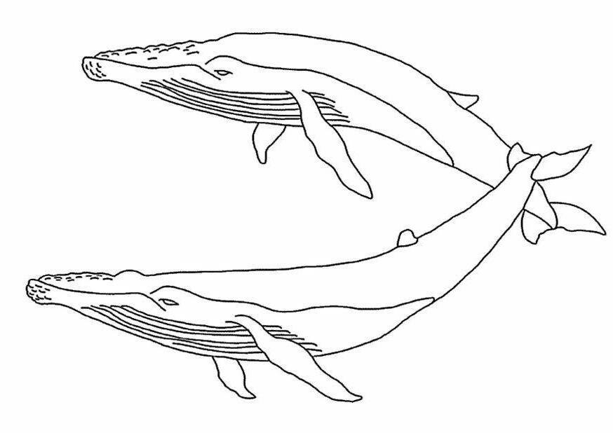Free Coloring whales
