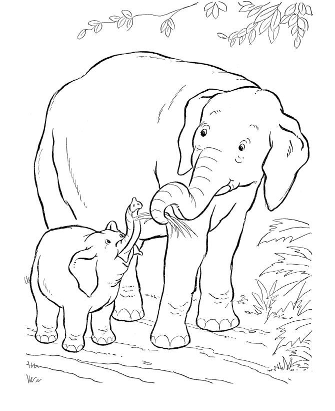 Wild Animal Coloring Pages | Baby Elephant Coloring Page and Kids 