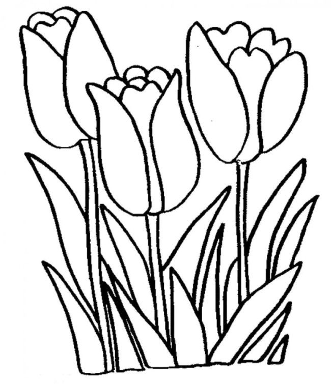 Tulip Coloring Pages Free Printable | Find Coloring