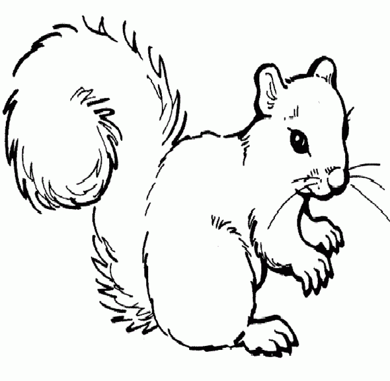 coloring-pages-a-squirrel-free-download-for-kids-97ugv260 - HD 