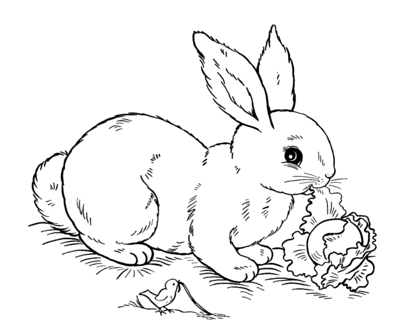 Bunny Coloring pages | Easter bunny coloring pages | #5 | Color 