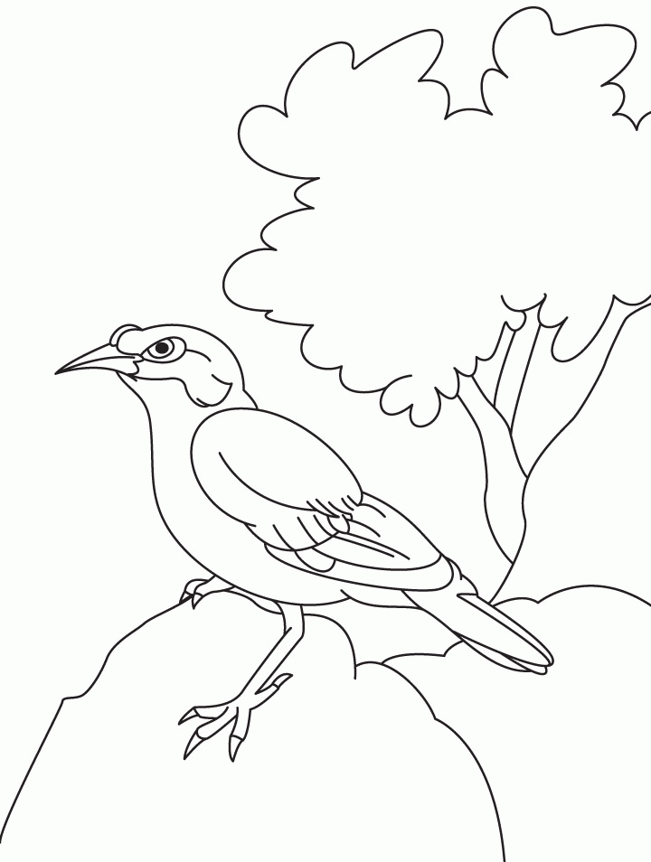 mynah Colouring Pages