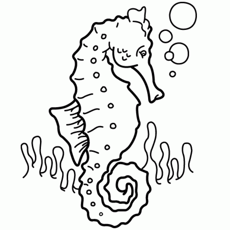 Seahorse Pictures To Print Coloring Home