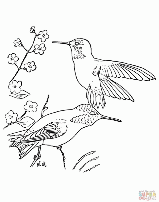 Easier Rufous Hummingbird Coloring Page Inspiring | ViolasGallery.