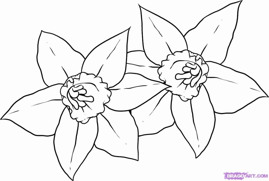 Spring Flowers Daffodil Coloring Page Spring Flowers Gaagin 145206 