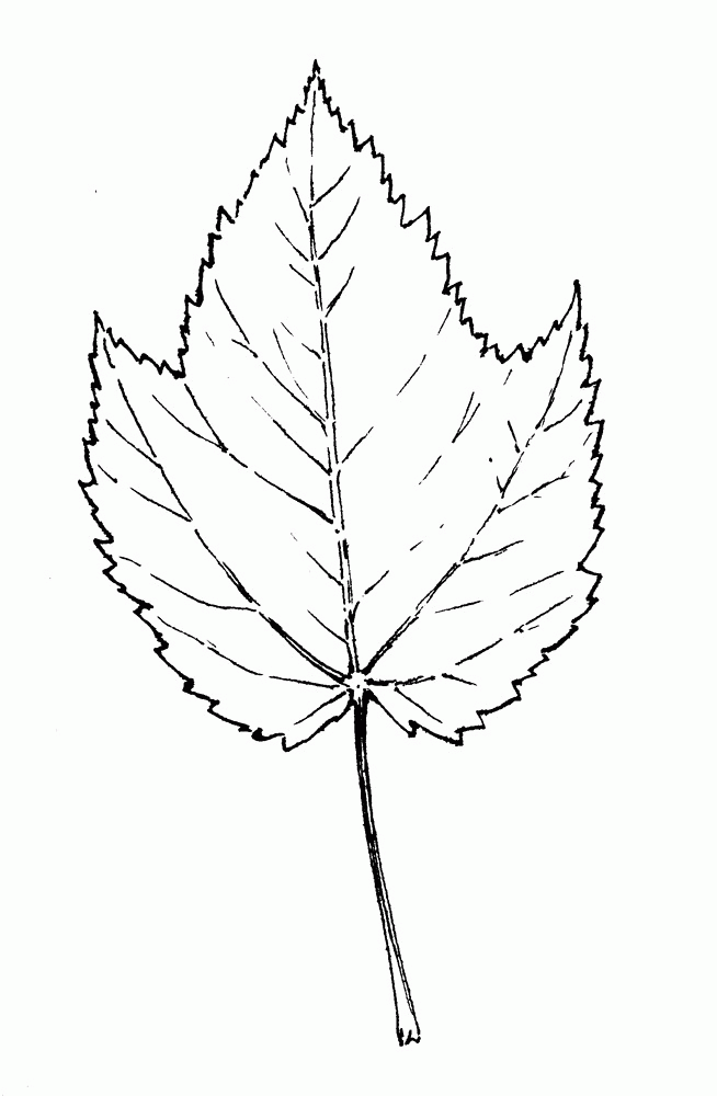 Acer spicatum (mountain maple): Go Botany
