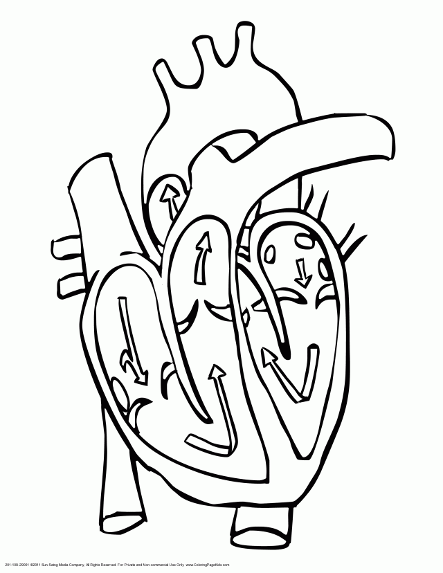 Human Heart Coloring Pages Free Coloring Pages For Kids 109790 