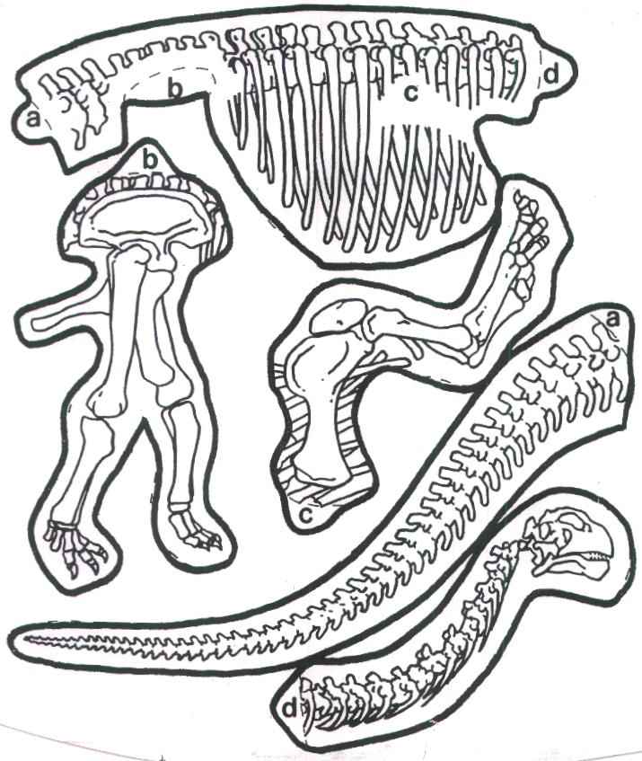 coloring fossils dinosaur popular