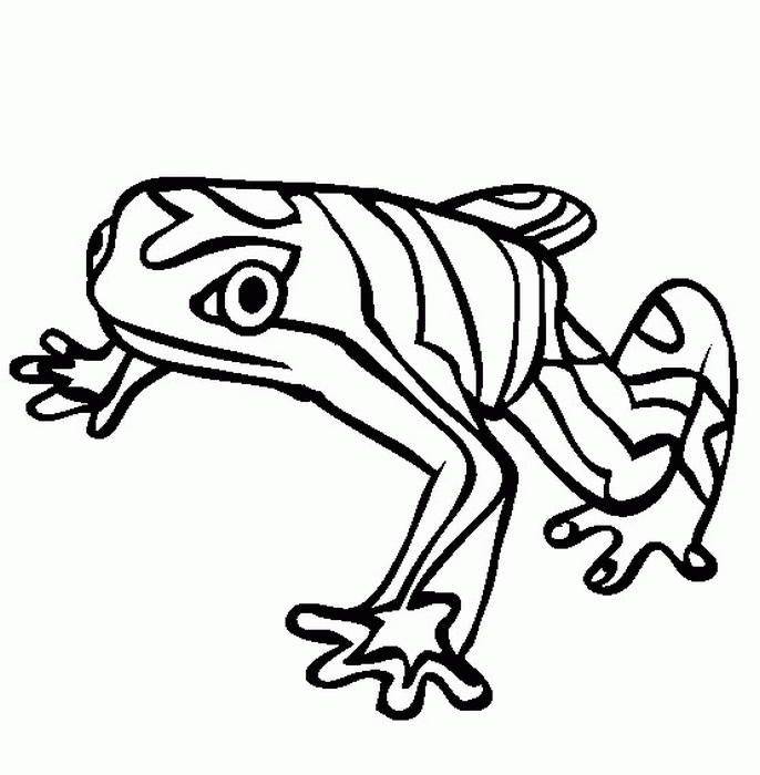 rainforest frog coloring pages pictures
