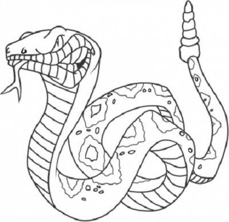 Download King Cobra Coloring Pages Coloring Home